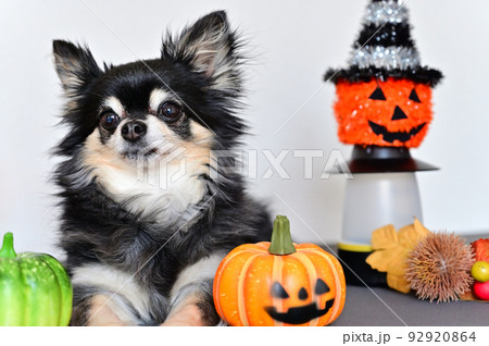 チワワのハロウィン チワワのハロウィン 92920864