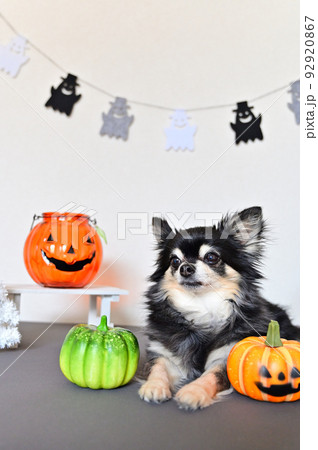 チワワのハロウィン チワワのハロウィン 92920867