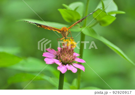 夏の花に羽ばたく蝶 夏の花に羽ばたく蝶 92920917