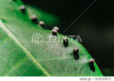 Abstract BANNER larvae of insect eggs ball shape accuracy lie beauty along edge of Green plant leaf surface. Amazing macro wildlife nature world High detail photo texture veins. Matte vintage effect Abstract BANNER larvae of insect eggs ball shape accuracy lie beauty along edge of Green plant leaf surface. Amazing macro wildlife nature world High detail photo texture veins. Matte vintage effect 92920973