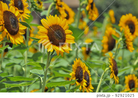 夏の花、満開のひまわり畑のひまわり達 夏の花、満開のひまわり畑のひまわり達 92921025