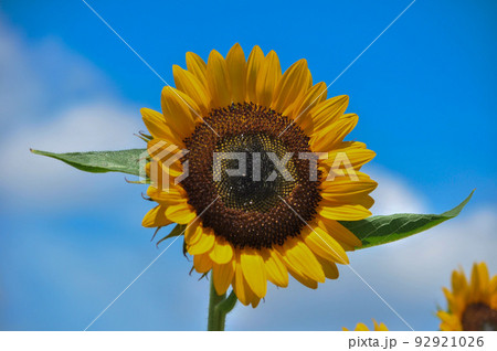夏の花、満開のひまわり畑のひまわり達 夏の花、満開のひまわり畑のひまわり達 92921026