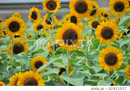 夏の花、満開のひまわり畑のひまわり達 夏の花、満開のひまわり畑のひまわり達 92921027