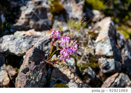 登山道のヨツバシオガマ 登山道のヨツバシオガマ 92921069