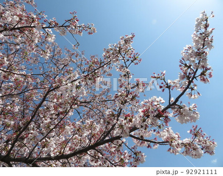 桜 桜 92921111
