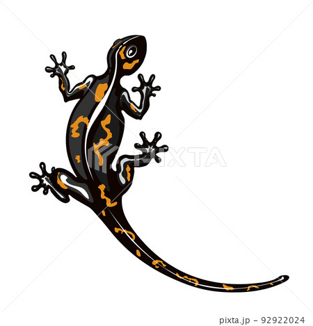 Salamander is a stylized lizard. Reptile silhouette. Vector illustration of scaly lizards. Lizard logo. Totem design. Tattoos. Salamander is a stylized lizard. Reptile silhouette. Vector illustration of scaly lizards. Lizard logo. Totem design. Tattoos. 92922024