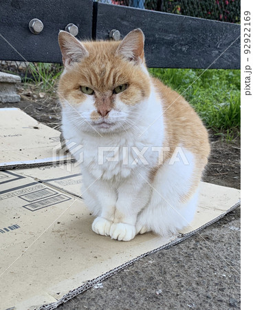 前足を揃えてこちらをにらむブサイクな野良猫 92922169