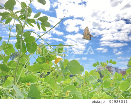 ケツメイシとそこに飛んでくるアゲハ蝶 92923011