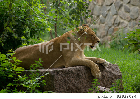 Close-up portrait of a beautiful fluffy Lion 92923034