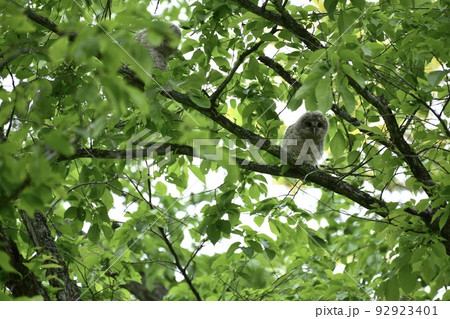北海道にいるフクロウの雛 92923401