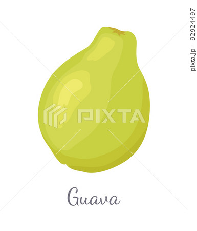 Guava Pineapple Guavas Exotic Juicy Fruit Vector 92924497