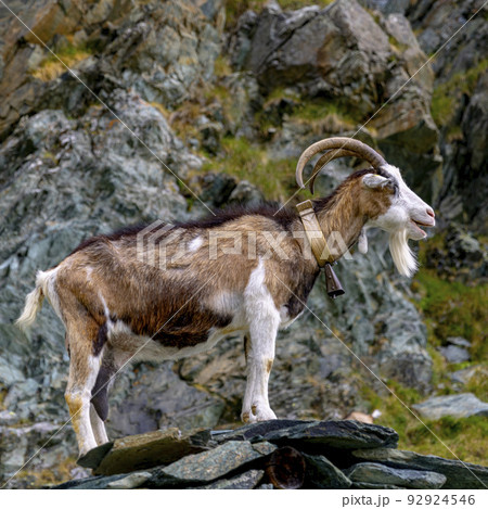 mountain goat with cowbell 92924546