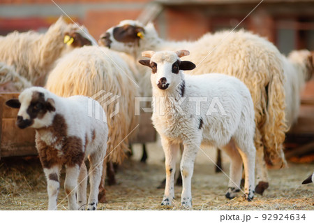 Small lambs on background of sheeps in corral on the farm. Bio organic healthy food and wool production. Growing livestock is a traditional direction of agriculture. Animal husbandry. 92924634