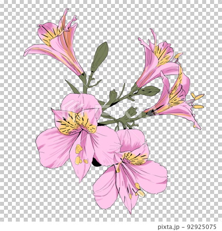 アルストロメリアのカラーイラスト アルストロメリアのカラーイラスト 92925075