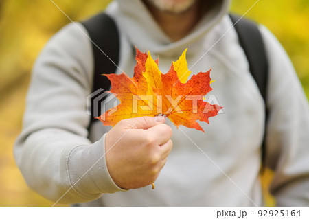 Man collects fallen maple leaves while walking through the forest on a sunny autumn day. Hiking and entertainment in autumn Man collects fallen maple leaves while walking through the forest on a sunny autumn day. Hiking and entertainment in autumn 92925164