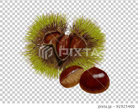 Chestnut (Iga chestnut blue) 92925400