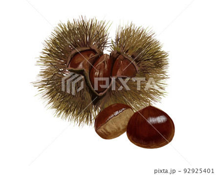 栗（いが栗茶） 92925401