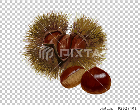 Chestnut (Iga chestnut tea) 92925401