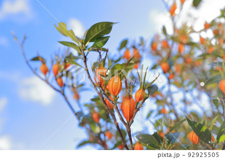 天然着色料の木の実（クチナシの実） 92925505