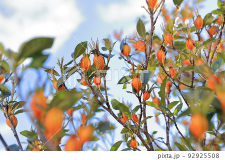 天然着色料の木の実（クチナシの実） 92925508