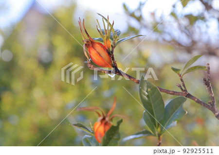 天然着色料の木の実（クチナシの実） 92925511