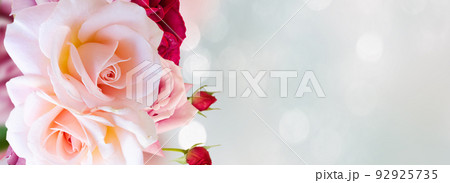 Pink blooming roses 92925735