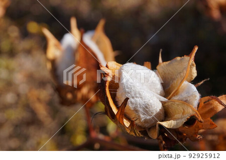 ワタ　綿　洋ワタ　コットン　綿花　植物　 92925912