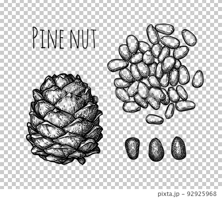 Pine nut cone and nuts. Pine nut cone and nuts. 92925968