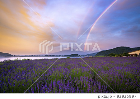 富士山とラベンダー　朝焼けと虹　大石公園 92925997