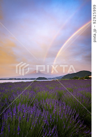 富士山とラベンダー　朝焼けと虹　大石公園 92925999