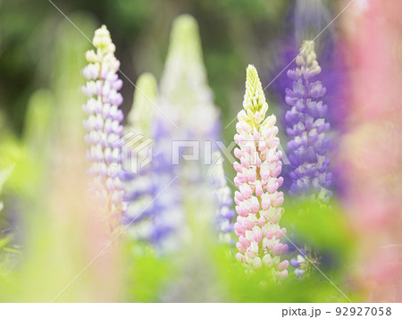 ルピナスの花畑（横構図）01 92927058