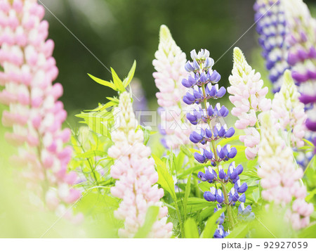 ルピナスの花畑（横構図）02 92927059