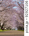 桜並木の公園 92927106
