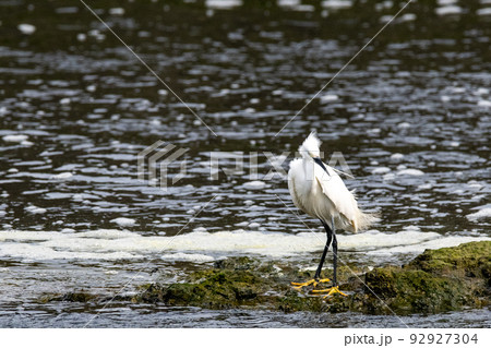 遠賀川河口で餌を探す白鷺 92927304