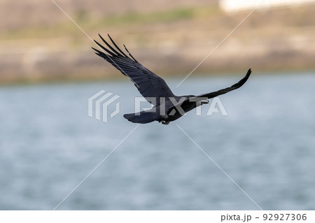 遠賀川河口で餌を探すカラス 遠賀川河口で餌を探すカラス 92927306