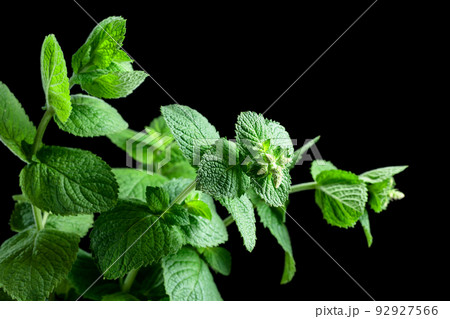 Fresh green mint on a black background. 92927566