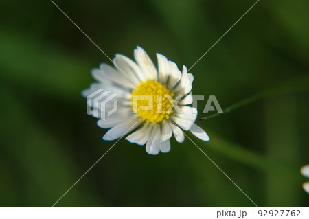 Beautiful Daisy flower blooming in the park during sunlight of summer day 92927762