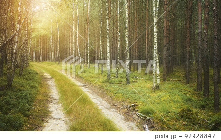 Dirt road in a forest, color toning applied. 92928847