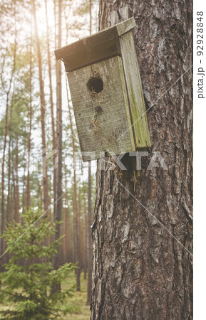 Close up picture of a birdhouse on a tree in forest, selective focus. 92928848