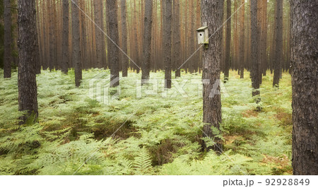 Birdhouse on a tree in a forest, selective focus. 92928849