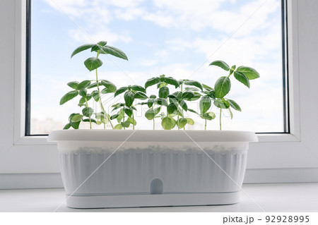 Young green basil grows in a white pot on the windowsill against a blue sky. Germinating organic seeds at home, buying greens for healthy eating. Gardening is hobby. Soft selective focus. Copy space 92928995