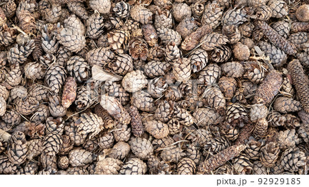 Pine or spruce cones lie on old dried up foliage and on pine needles. close-up Pine or spruce cones lie on old dried up foliage and on pine needles. close-up 92929185