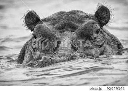 aggressive hippo muzzle sticking out of lake aggressive hippo muzzle sticking out of lake 92929361