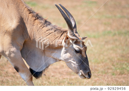 Eland Antelope grazing in the meadow Eland Antelope grazing in the meadow 92929456