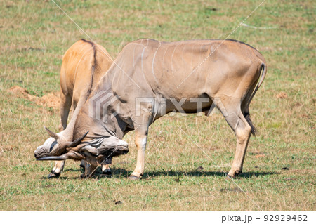 Two Eland antelope fighting. Two Eland antelope fighting. 92929462