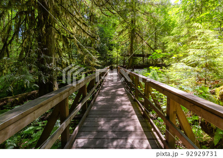 Trail in Lush Green Rain Forest in Pacific Northwest. 92929731