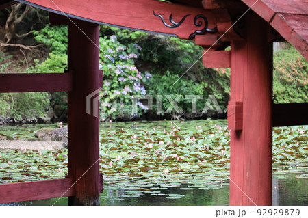 朝熊岳金剛證寺の蓮 92929879