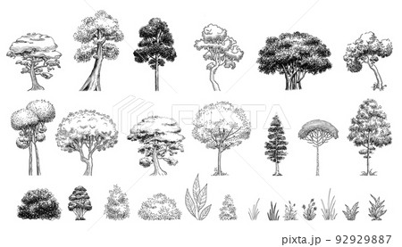 Plant tree forest icon set outline, hand drawn vector. Garden drawing Plant tree forest icon set outline, hand drawn vector. Garden drawing 92929887