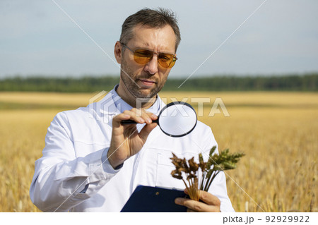 An agronomist researcher with a magnifer examines ears of wheat and makes notes on a clipboard. An agronomist researcher with a magnifer examines ears of wheat and makes notes on a clipboard. 92929922