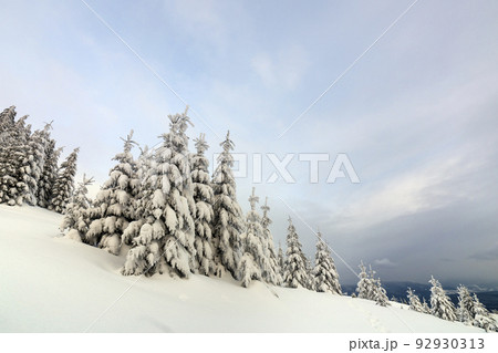 Beautiful winter mountain landscape. Tall dark green spruce trees covered with snow on mountain peaks and cloudy sky background. 92930313